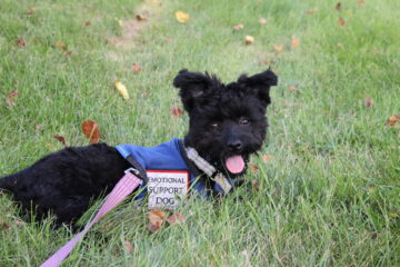 Emotional support dog; orange county business lawyer